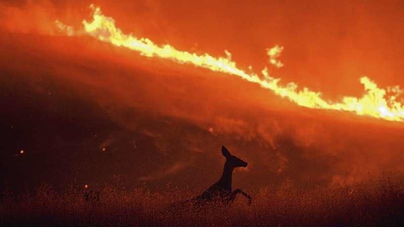 Wildfire, Spreading Fire Evacuation In Rustic Vacaville, VACAVILLE , California, Quail Canyon,  Napa County, Wildfires, wprld news, global news